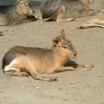 Zoo Budapest