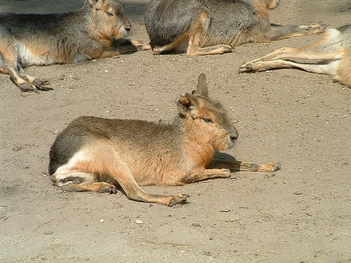 Budapest Zoo