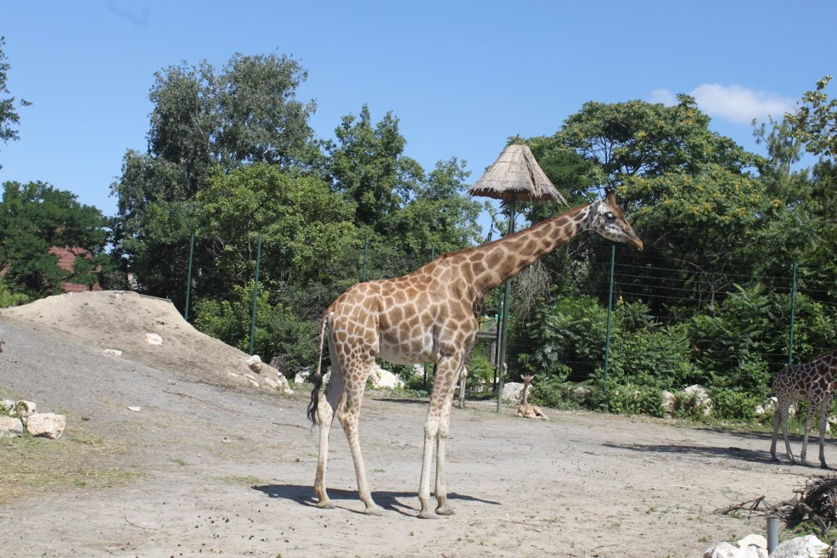 zoologisk have i Budapest