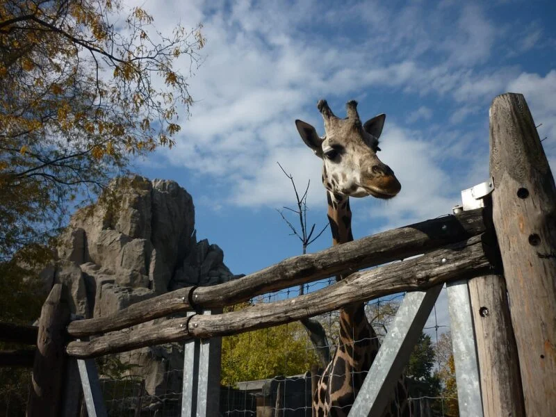 Zoo Zoo